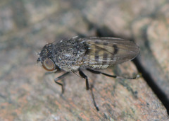 Paralimna punctipennis
