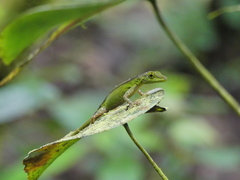 Anolis gemmosus