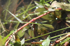 Ischnura cervula