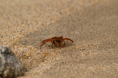 Glyptograpsus impressus