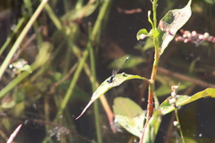 Ischnura cervula