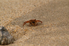 Glyptograpsus impressus