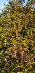 Acacia paradoxa