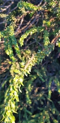 Acacia paradoxa