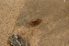 Glyptograpsus impressus