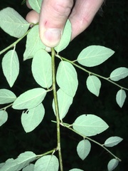 Cotoneaster fangianus