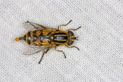 Woolly-tailed Marsh Fly
