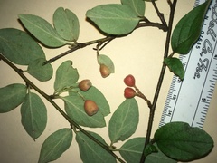 Cotoneaster fangianus