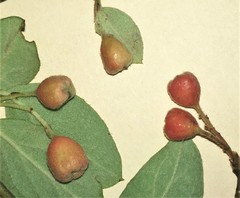 Cotoneaster fangianus