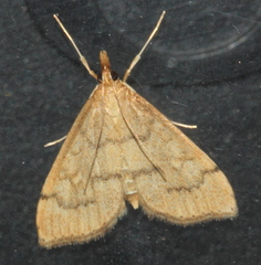 Metasia dicealis