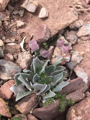 Physaria alpina