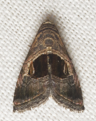 Tripudia rectangula