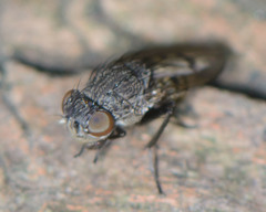 Paralimna punctipennis
