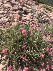 Eriogonum coloradense