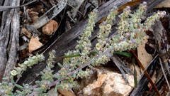 Maireana trichoptera