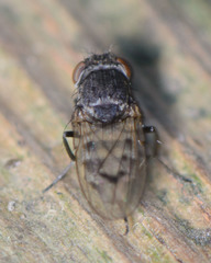 Paralimna punctipennis