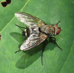 Microphthalma disjuncta
