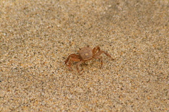 Glyptograpsus impressus