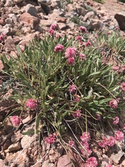 Eriogonum coloradense
