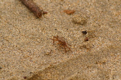 Glyptograpsus impressus