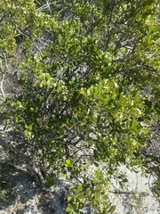 Jacquinia keyensis
