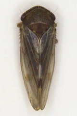 Oncopsis minor