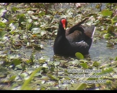 Gallinula galeata cachinnans