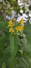 Lysimachia vulgaris