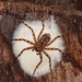 Wall Crab Spiders - Photo (c) Carlos Domínguez-Rodríguez, some rights reserved (CC BY-NC), uploaded by Carlos Domínguez-Rodríguez