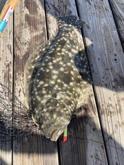 Paralichthys lethostigma