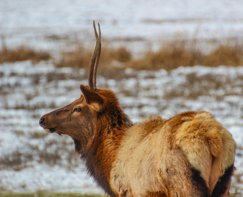 American Elk photographed in Utah