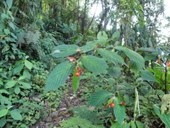 Begonia longirostris