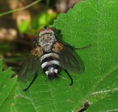 Microphthalma disjuncta