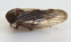 Oncopsis minor