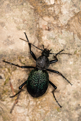 Carabus scabrosus tauricus