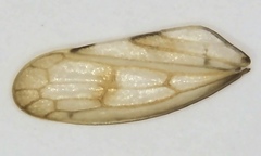 Oncopsis minor