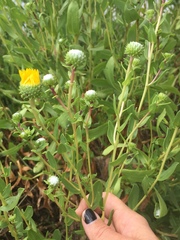 Grindelia stricta angustifolia