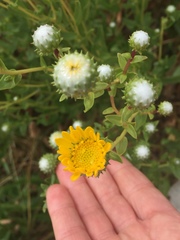 Grindelia stricta angustifolia