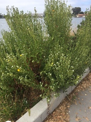 Grindelia stricta angustifolia