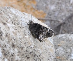 Codatractus arizonensis