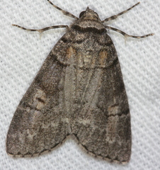 Smyriodes aplectaria