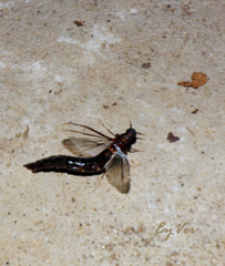 Atractocerus brasiliensis