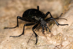 Carabus scabrosus tauricus