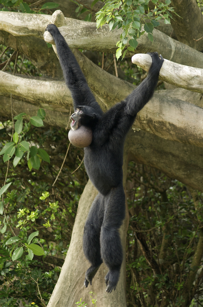Siamangs