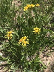 Senecio crassulus