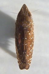 Scaphytopius acutus