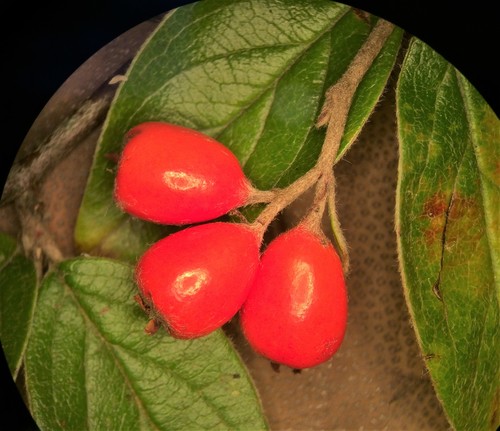 Cotoneaster franchetii