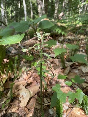 Platanthera orbiculata