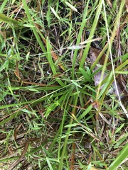 Eriocaulon decangulare image