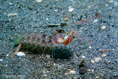 Odontodactylus latirostris